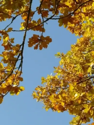 oak leaves oak quercus