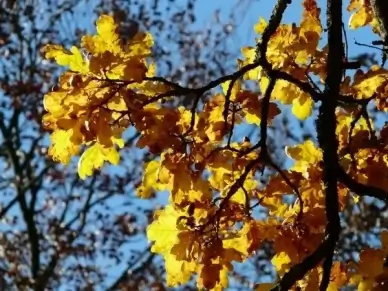 oak leaves oak quercus