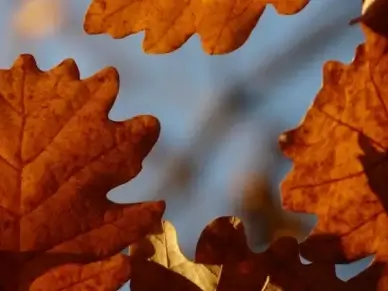 oak leaves oak quercus