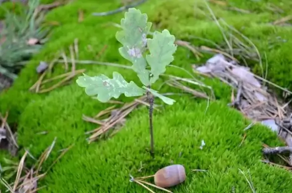 oak moss acorn