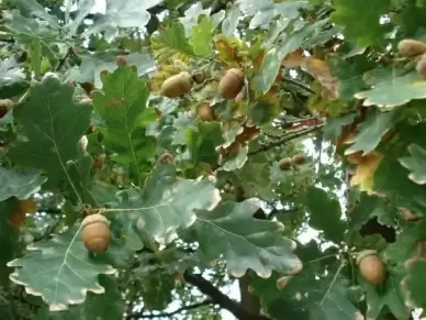 oak oak leaves acorns