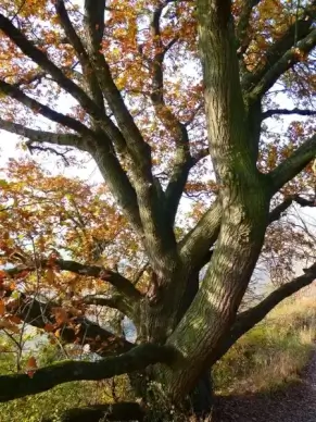 oak tree autumn