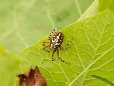 oakleaf-orb-weavers oakleaf-kreuzspinne spider