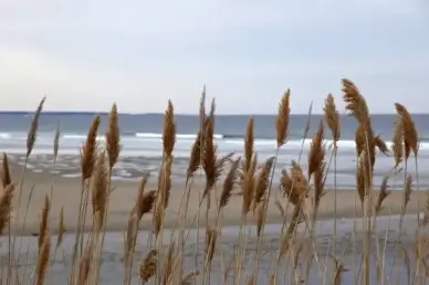 ocean seacoast water sand beach
