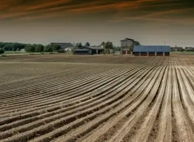 oftersheim germany tobacco farm
