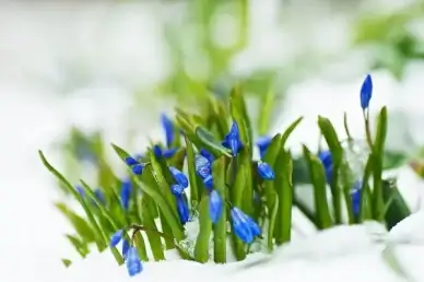 oh spring 