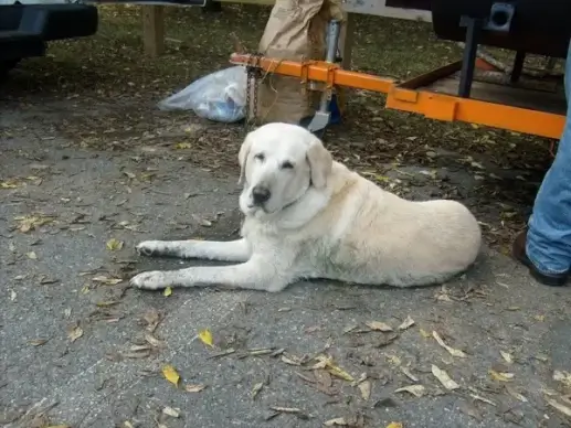 old dog
