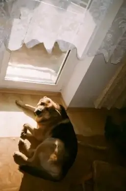 old dog