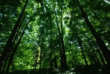 old growth forest