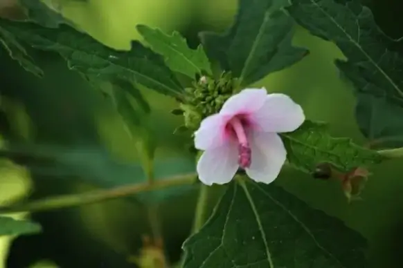one cute flower