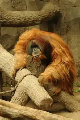 orang utan zoo animal