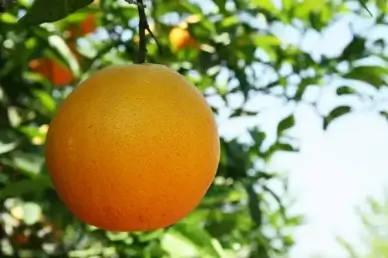 orange
