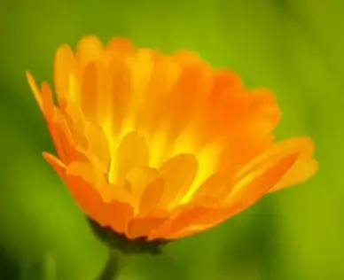 orange crush