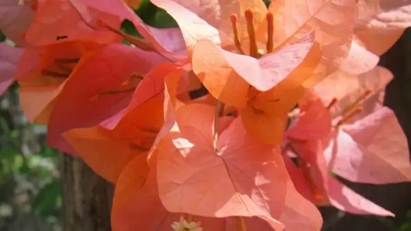 orange flower
