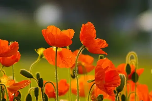 orange flowers garden picture blooming floras 