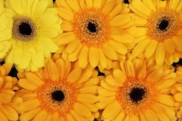 orange gerberas