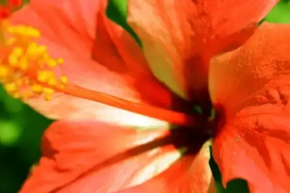 orange gumamela