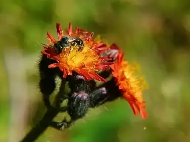 orange hawkweed orange red king devil flower