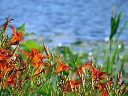 orange lily