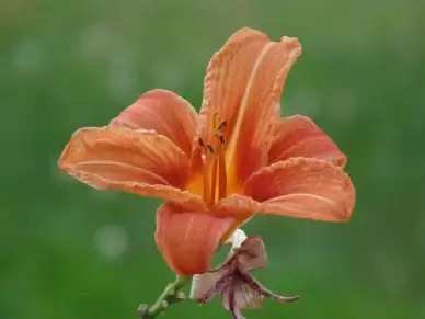 orange lily in our neighbours yard