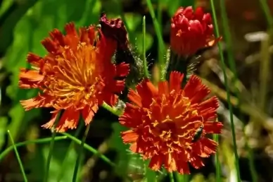 orange red king devil orange hawkweed wildflower