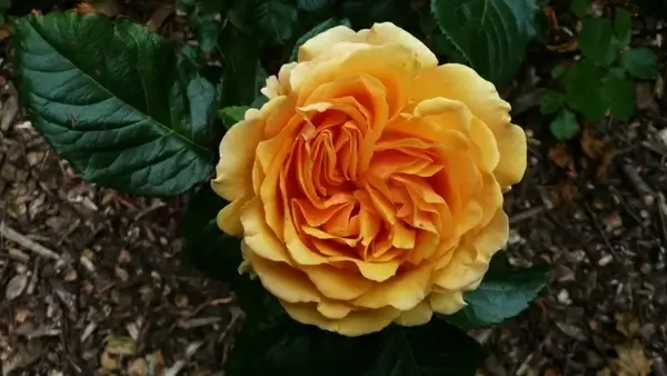 orange roses