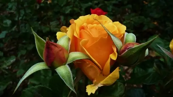 orange roses