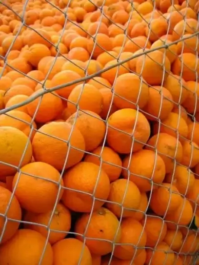 orange spain sunny