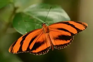 orange tiger butterfly