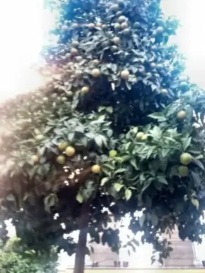 orange tree