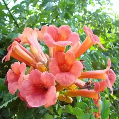 orange you pretty