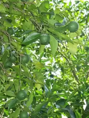 oranges tree