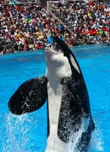orca killer whale orcinus orca