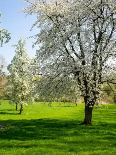 orchard in spring