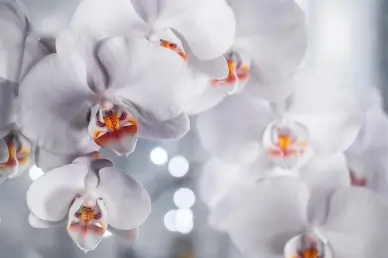 orchid backdrop picture elegant bright closeup
