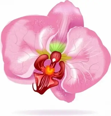orchid flower