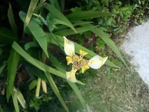 orchid flower 4