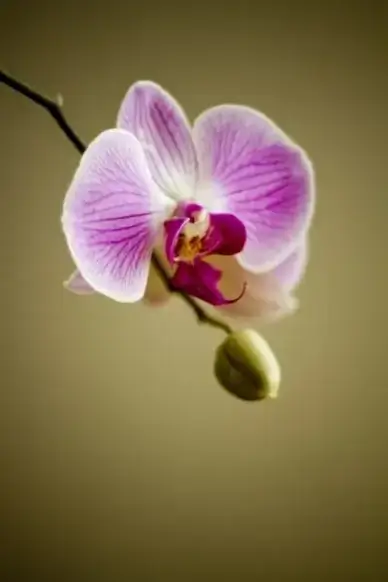 orchid flower flora