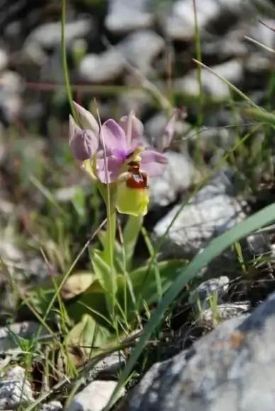 orchid rarely flora