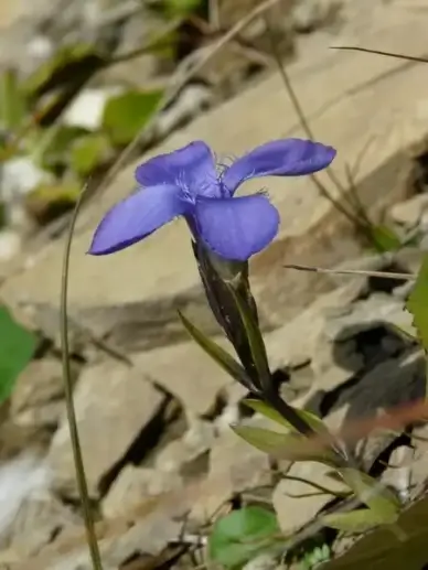 ordinary fransenenzian gentian blue