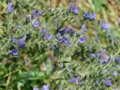 ordinary natternkopf flower snake head