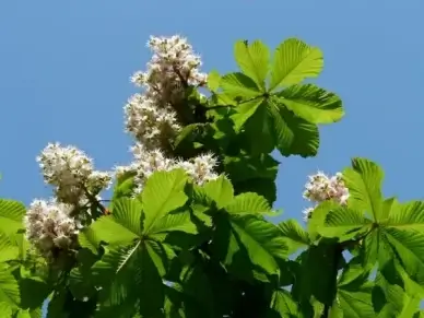 ordinary rosskastanie chestnut flowers