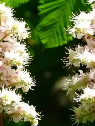 ordinary rosskastanie chestnut flowers