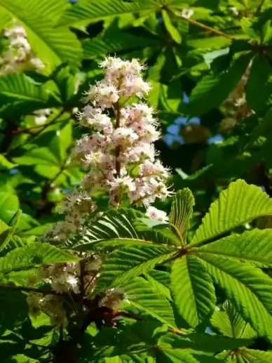 ordinary rosskastanie chestnut flowers