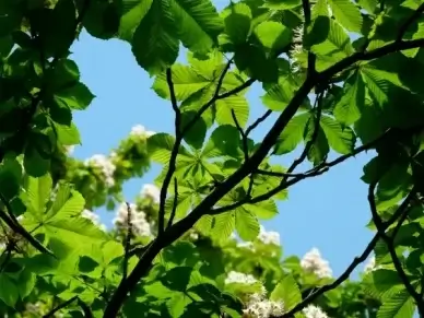ordinary rosskastanie flowers grass