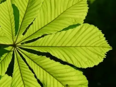 ordinary rosskastanie leaves chestnut