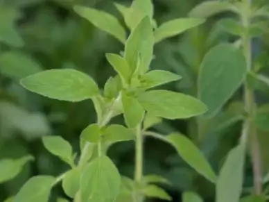 oregano spice herb