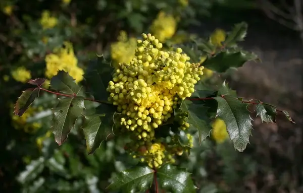 oregon grape
