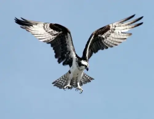 osprey adler bird of prey