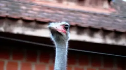 Ostrich